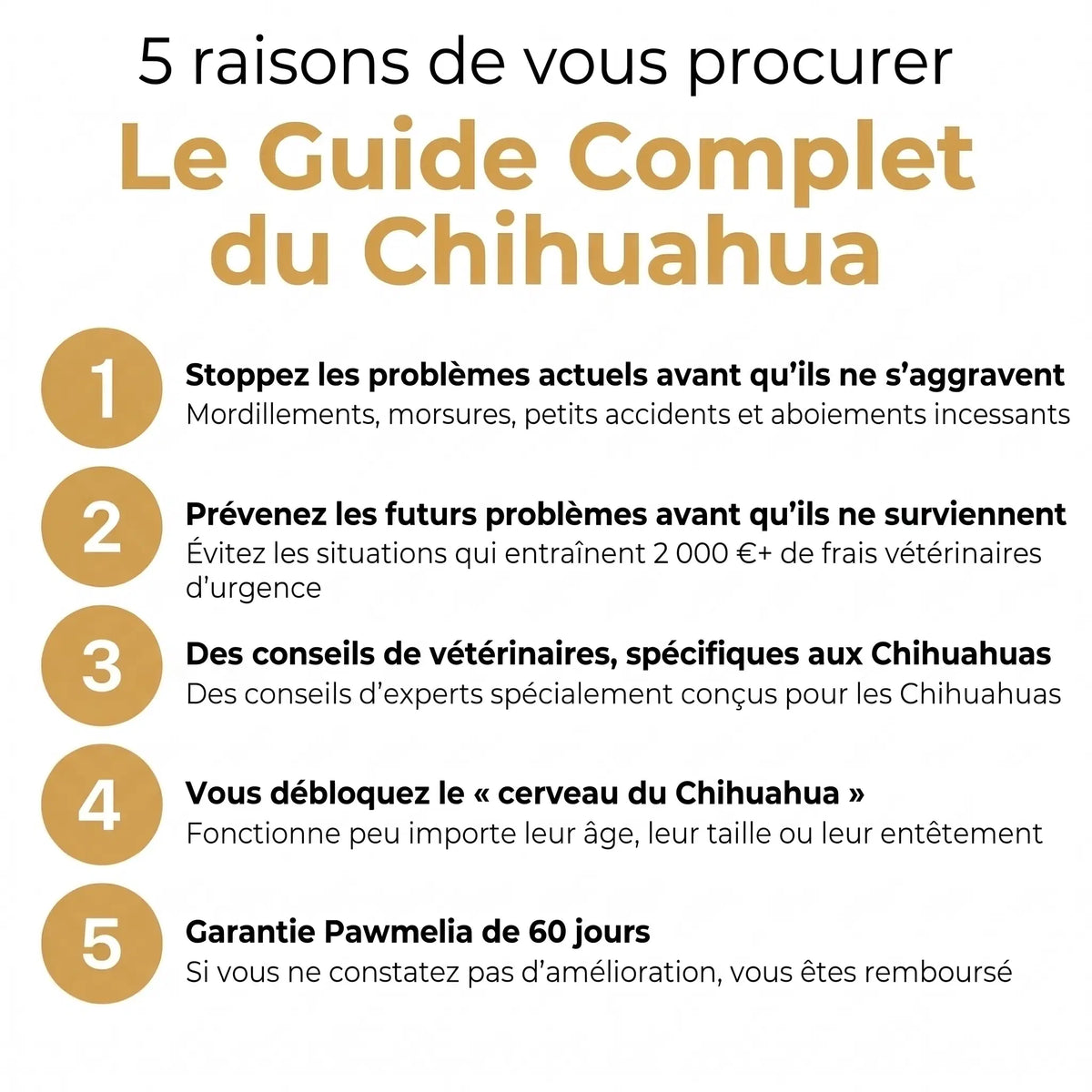 Le Guide Complet du Chihuahua