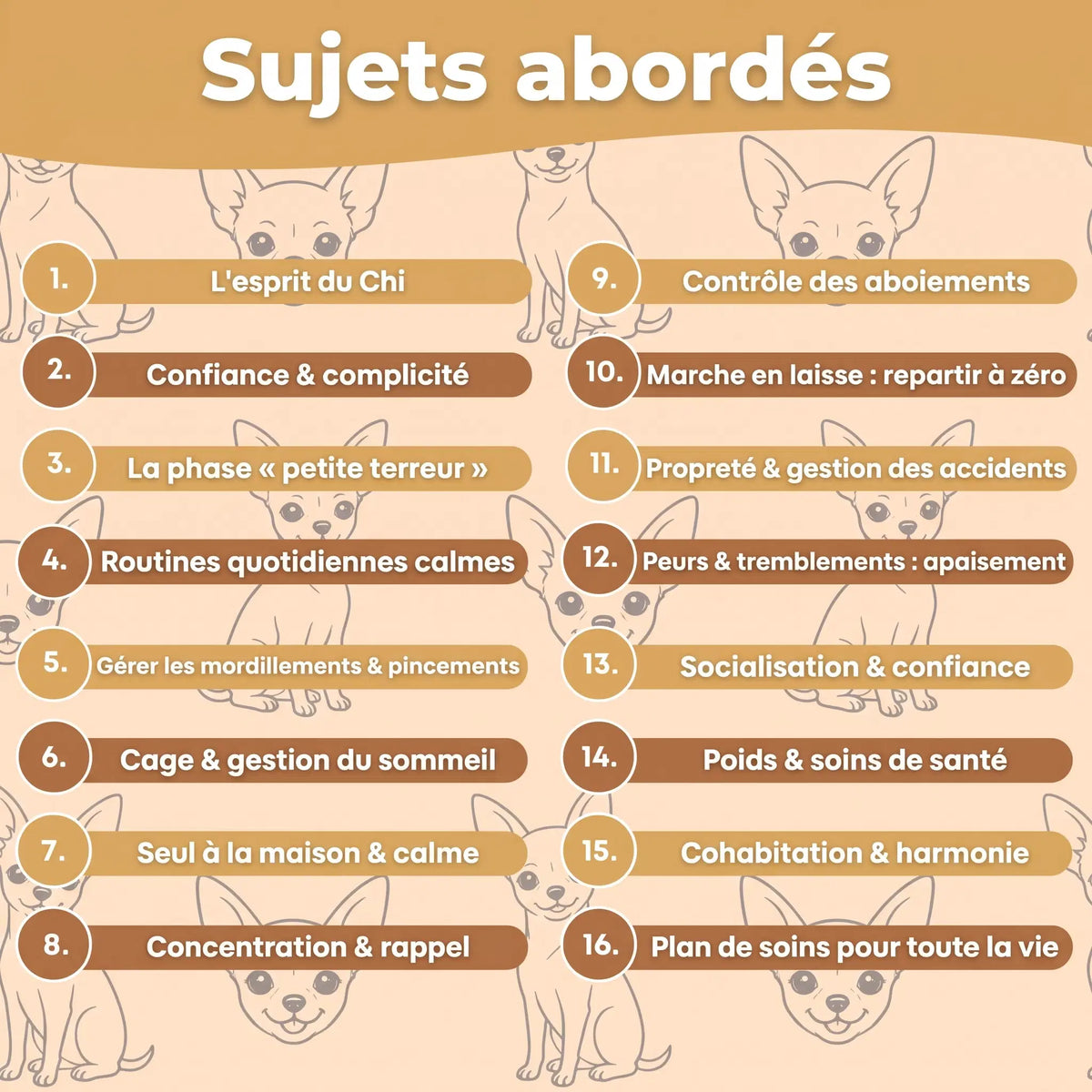 Le Guide Complet du Chihuahua