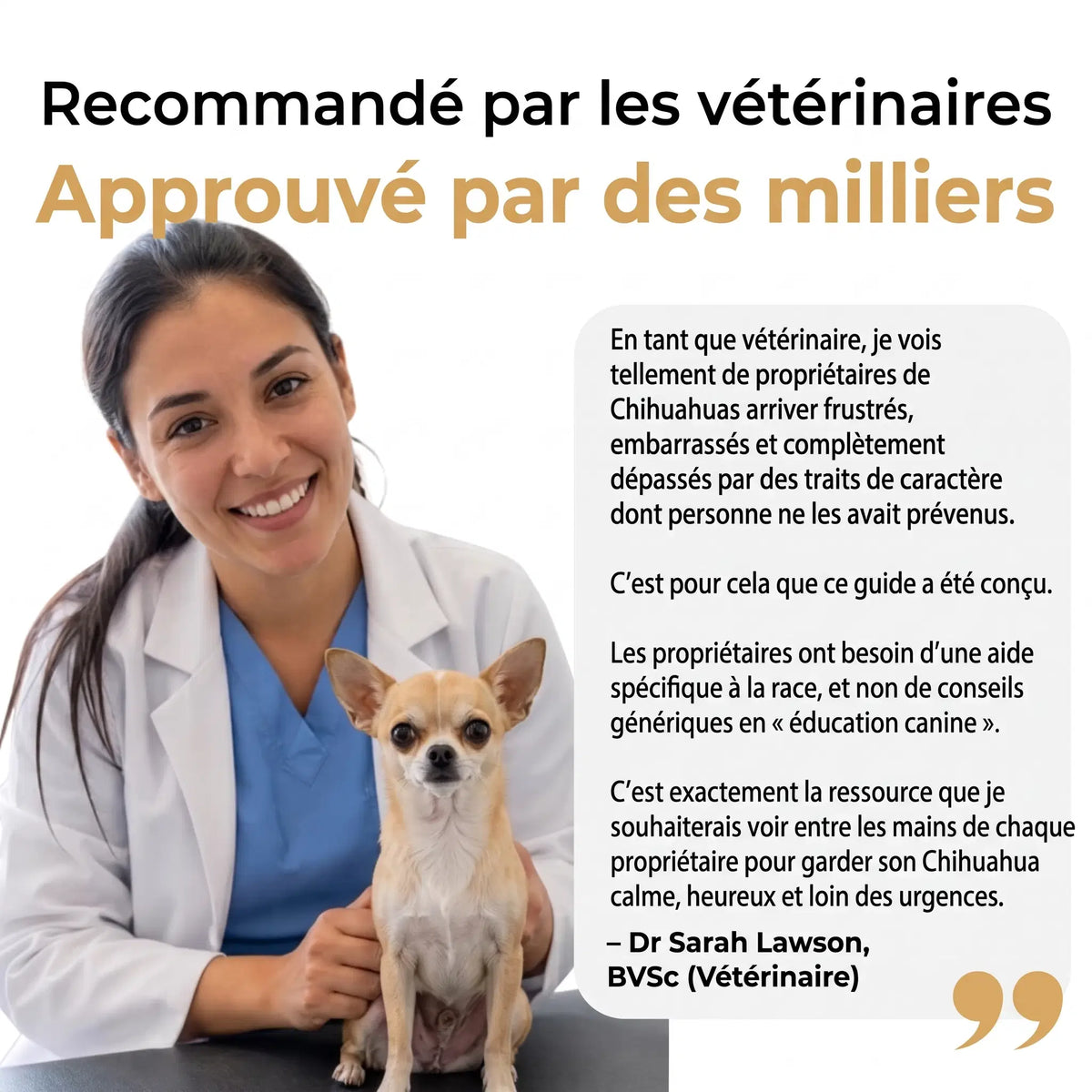 Le Guide Complet du Chihuahua